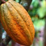 Cacao /La Côte d’Ivoire suspend les ventes par anticipation pour la prochaine campagne 2023/2024