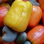 Transformation du cajou : une nouvelle usine ouvre à Boundiali (12/07/ 2023)