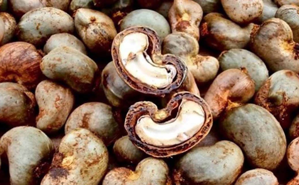 ARTI_0063_2021-04-21-10-20-08-cajou