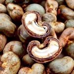 Noix de cajou : La CNUCED s’alarme du manque de transformation par les pays africains (15/04/ 2021