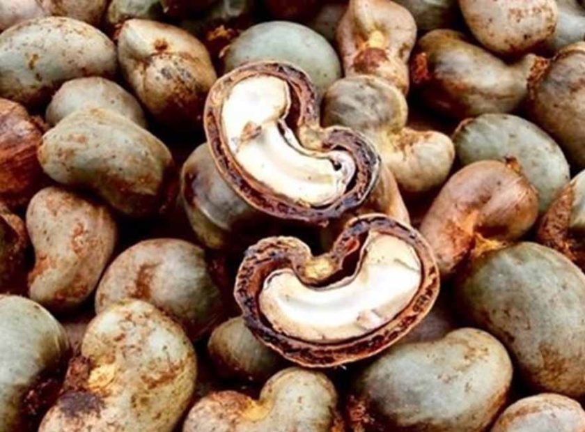 ARTI_0063_2021-04-21-10-20-08-cajou