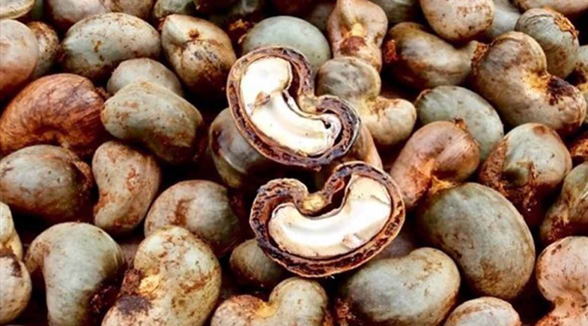 ARTI_0063_2021-04-21-10-20-08-cajou