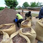 Cacao : La Côte d’Ivoire à nouveau sous la pression des multinationales (1er /04/2020)