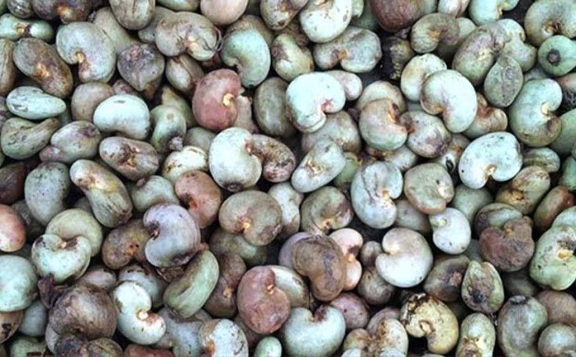 ARTI_0069_2021-02-22-10-48-32-cajou