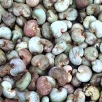 Noix de cajou : La Côte d’Ivoire vise une production de 850 000 tonnes en 2021