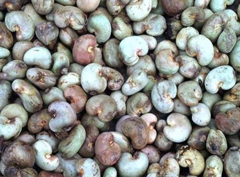 ARTI_0069_2021-02-22-10-48-32-cajou