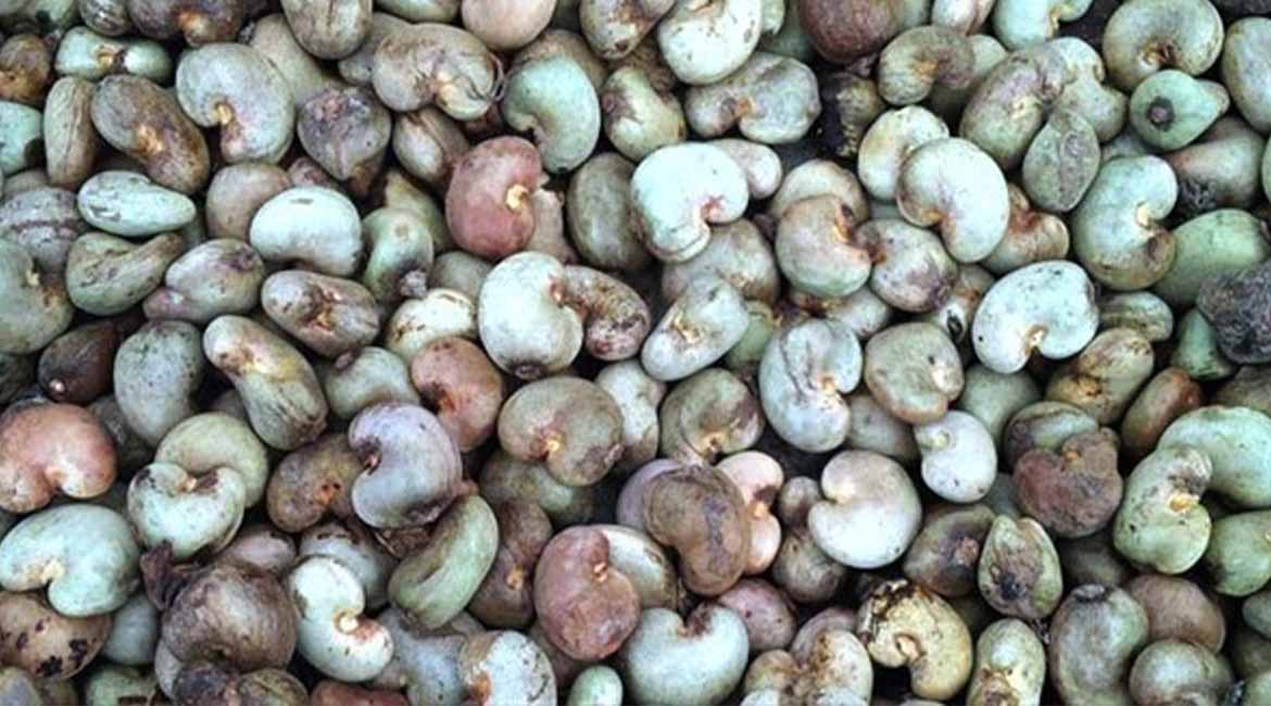 ARTI_0069_2021-02-22-10-48-32-cajou