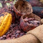 Pour relancer ses ventes à l’export, la Côte d’Ivoire revoit à la baisse le prix de son cacao (2021)